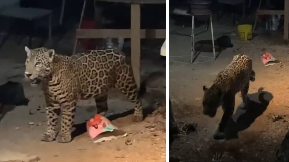 ¡Un lindo gatito! Graban en vídeo a un jaguar en colonia de Cancún ¿Buscaba agua?