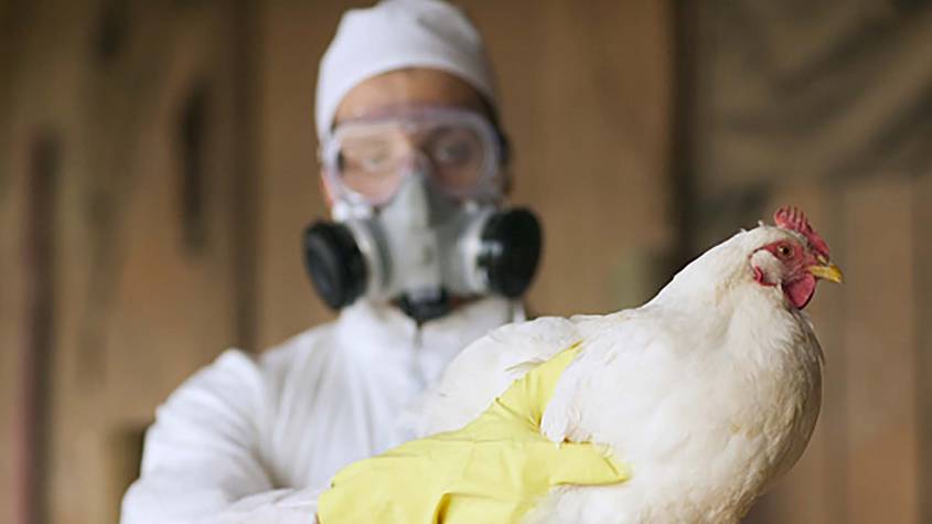 Aclara la OMS que el paciente en México no murió por gripe aviar H5N2