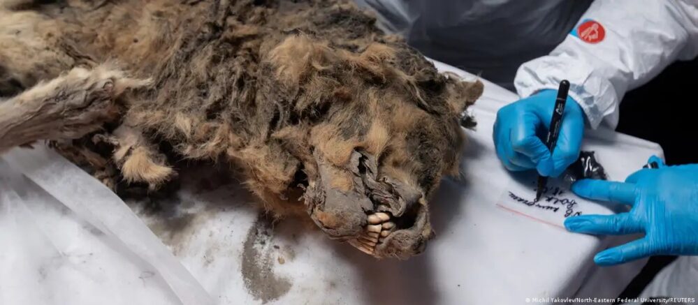 Hacen autopsia a un lobo congelado en el Permafrost, depredador del Pleistoceno tardío