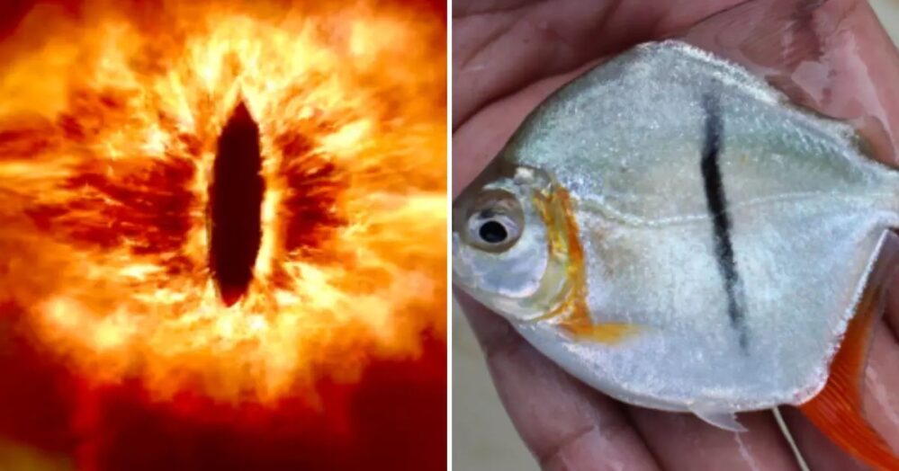 Myloplus Sauron una nueva especie de piraña vegetariana descubierta en Brasil