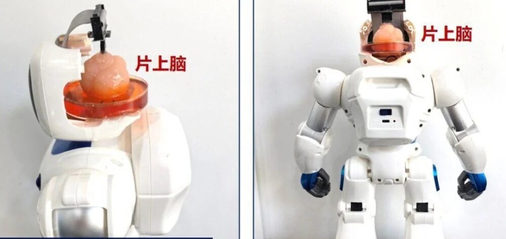 Científicos de China crean un robot con tejido cerebral humano ¡Asombroso!