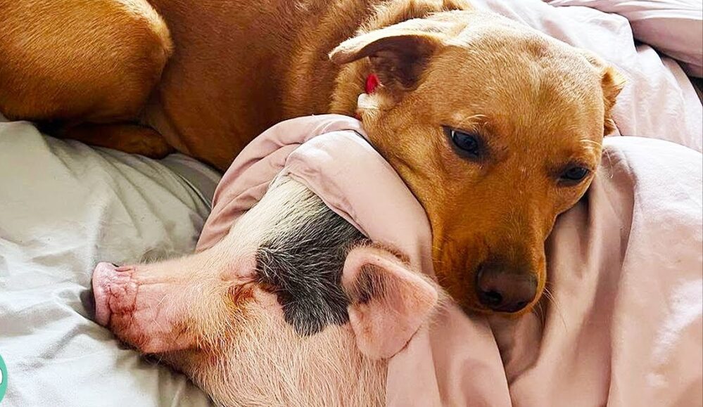 ¿Perros o cerdos? Este animalito entiende mejor las emociones humanas