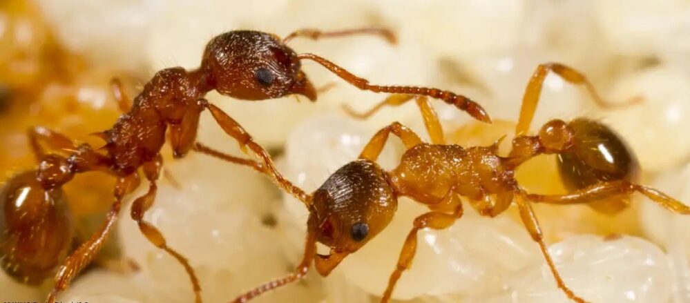 Hormigas practican amputaciones exitosas para mejorar su supervivencia