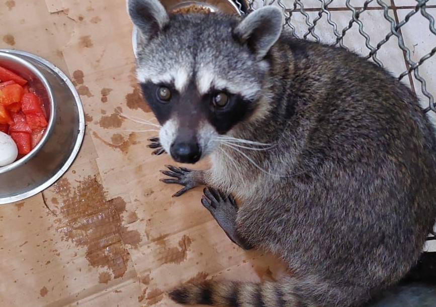 Capturan a tierno mapache por «allanamiento de morada»