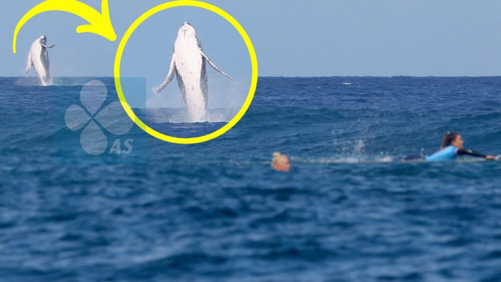 Una ballena ‘compite’ y salta en la semifinal de Surf de los Juegos Olímpicos