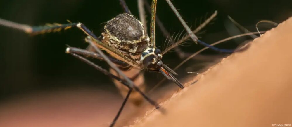 Mosquitos usan infrarrojo para detectar objetivos humanos y alimentarse