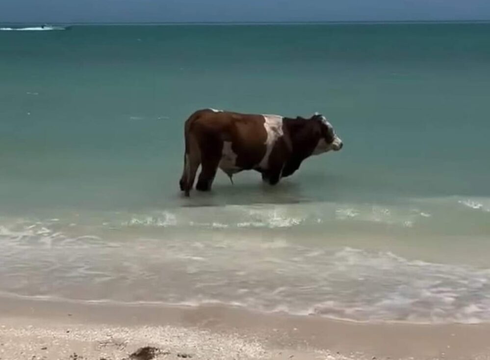 Vaquitas se escapan del rancho para darse un chapuzón en playas de Yucatán