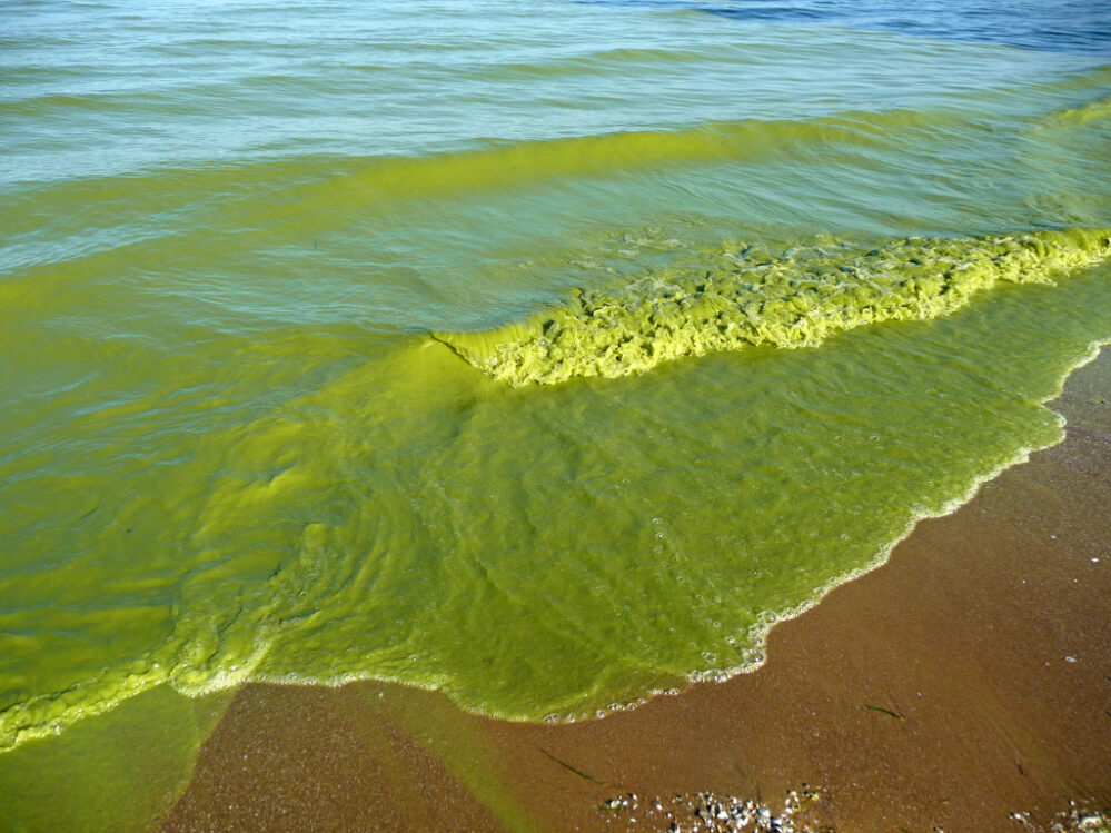 Alga tóxica pinta de verde el cuarto lago más grande de Norteamérica