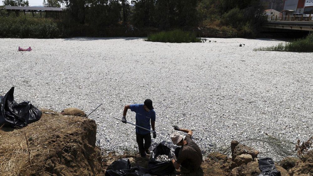 ¡Muerte masiva de peces! Aparecen miles en el puerto griego de Volos