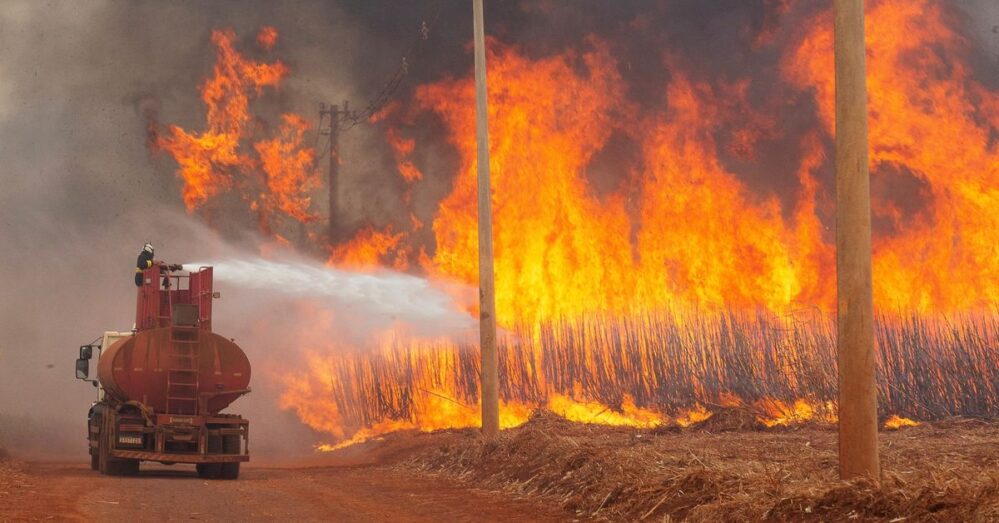 Miles de incendios forestales provocados azotan a Brasil, mueren animales en el mayor humedal del mundo