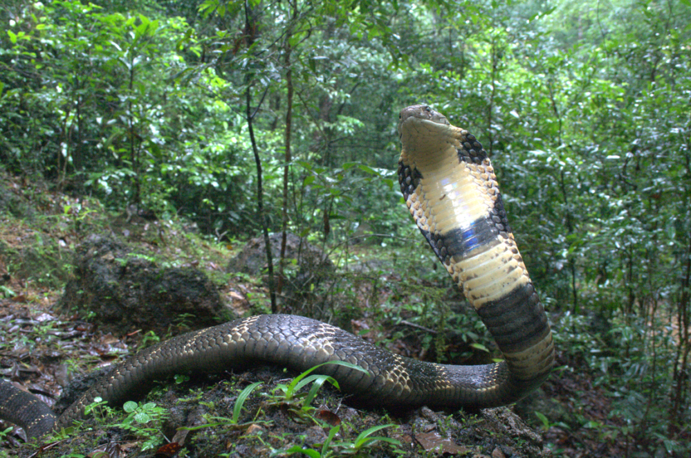 Hallan una nueva especie de cobra venenosa gigante en la India