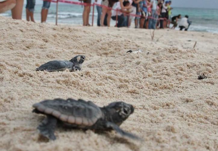 Anidan 200 mil crías de tortugas marinas en la Riviera Maya