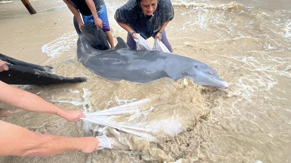 Rescatan delfín en Mahahual al quedar varado por oleajes de ‘Nadine’