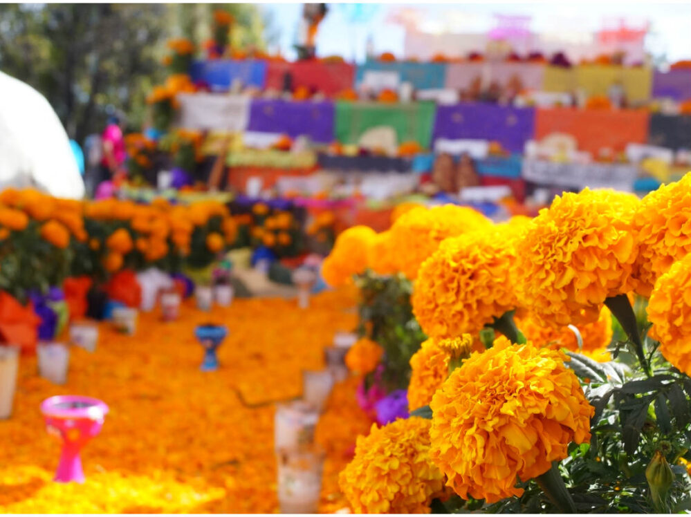 CDMX: Festival de Flores de Cempasúchil del 17 de octubre al 3 de noviembre