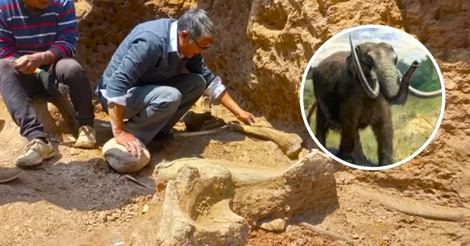 Descubren en Perú restos de tres mastodontes de hace 11 mil años