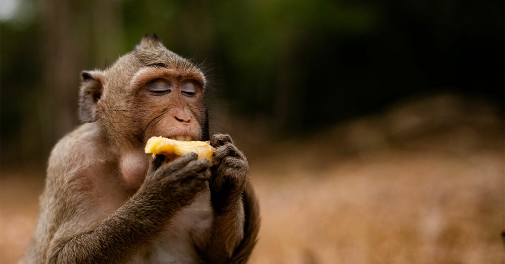 A los animales les gusta emborracharse más de lo que creemos