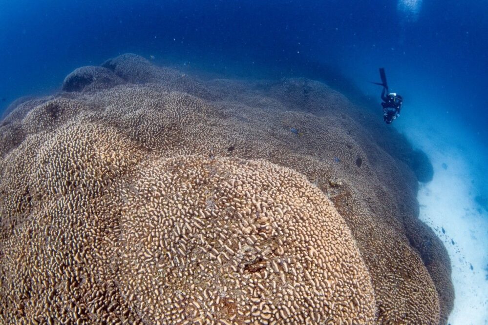 Descubren el coral más hermoso y grande del mundo; incluso se puede ver desde el espacio