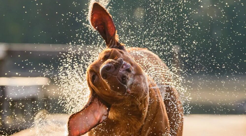 Esta es la razón del por qué los perros sacuden su cuerpo cuando están mojados